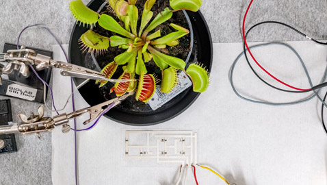 خطوة علمية كبيرة نحو دمج أجهزة الكمبيوتر والكائنات الحية!