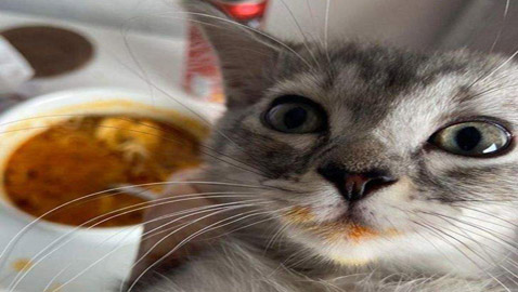 سرقات الحيوانات الأليفة في صور طريفة