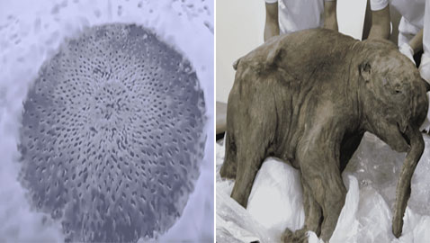 أغرب الأشياء التي كشف عنها ذوبان الجليد