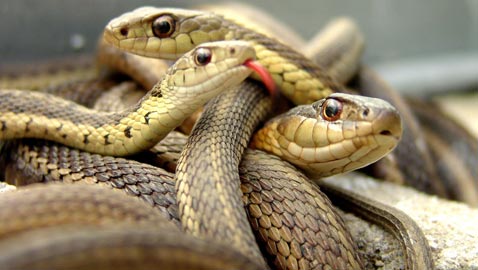 تجلب الحظ وتطير.. معلومات حقائق شيقة عن الثعابين