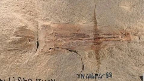 أحفورة عمرها 328 مليون سنة تكشف 