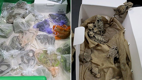 صور.. رجل حاول تهريب 52 أفعى وسحلية مخبأة تحت ملابسه!