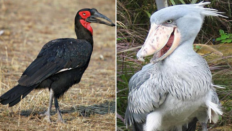 تهضم مثل البقر وبعضها لا يطير.. إليكم أغرب 5 طيور في العالم