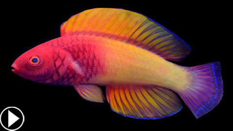 العلماء يعثرون على سمكة 