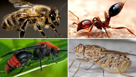 بالصور: تعرفوا إلى 10 من أخطر الحشرات المميتة في العالم
