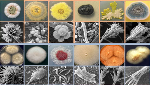 أقوى من الإشعاع وتقلبات الحرارة.. البكتيريا تستطيع البقاء حية في الفضاء