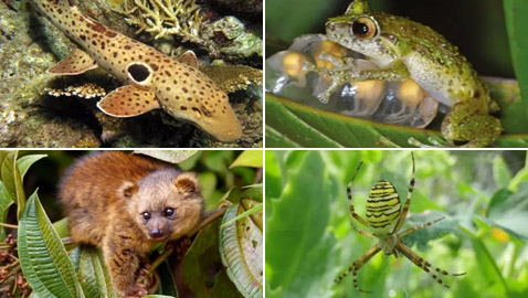 بالصور: تعرفوا إلى 10 من الحيوانات المكتشفة حديثا والمميزة