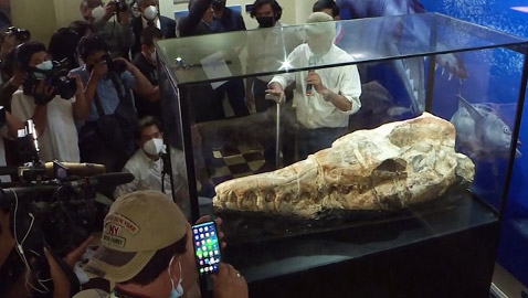 عمرها 36 مليون سنة.. اكتشاف متحجرات حيوانية في البيرو