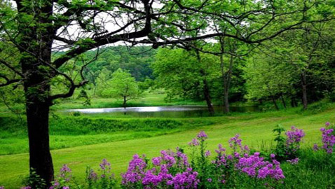 أنواع الغابات وفوائدها المدهشة