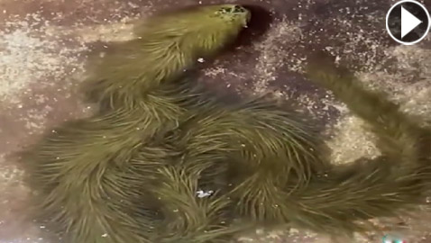 فيديو غريب: تايلاندي يعثر على أفعى مكسوة بالصوف!