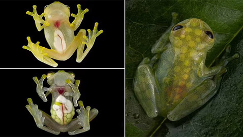 بجسد شفاف وقلب ومعدة ظاهرتين.. اكتشاف نوعين من الضفادع الزجاجية