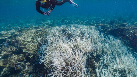 رابع موجة ابيضاض واسعة تهدد الحاجز المرجاني العظيم منذ 2016!