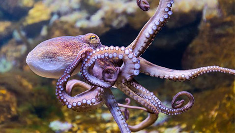 باحثون: الأخطبوطات لها مشاعر وعواطف وذاكرة قوية!