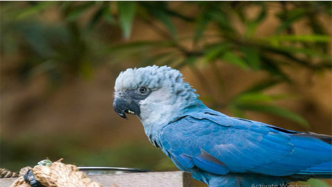 صور أبرز 10 حيوانات انقرضت حديثاً بسبب هيمنة البشرية وتغير المناخ