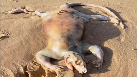 العثور على كائن غريب وغامض على شاطئ أسترالي ويحير الجميع