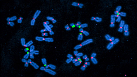 اختراق طبي جديد.. علماء ينشرون أول خريطة كاملة للجينوم البشري