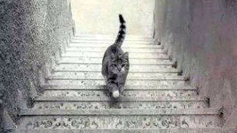 متشائم أم متفائل.. رؤيتك لاتجاه القطة ستحدد نهجك في الحياة وشخصيتك!