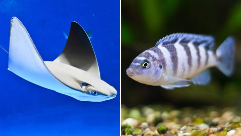 اكتشاف مذهل بشأن بعض أنواع الأسماك: تجيد حل عمليات حسابية!