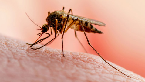 هل يختل توازن البيئة باختفاء البعوض؟ محاولة تعديله وراثيا لمنعه نقل الأمراض