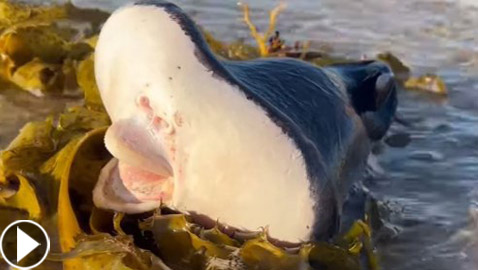 فيديو كائن بحري غريب على شاطئ أسترالي.. ما التفسير العلمي؟