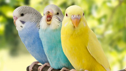 ألطف 10 حيوانات أليفة يجب عليك اقتناؤها في 2022