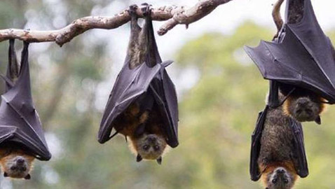 أغرب 10 حقائق لن تصدقها عن الخفافيش.. صيادي الليل المهرة 2022