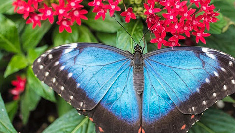 10 حقائق مذهلة عن فراشات المورفو الزرقاء