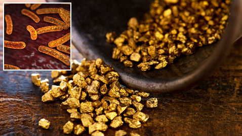 بكتيريا قادرة على إفراز شذرات الذهب.. هل يمكننا استغلالها بصنع الذهب؟