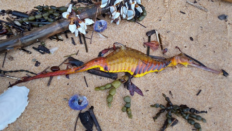 على أحد شواطئ أستراليا.. اكتشاف مخلوق غريب بألوان رائعة!