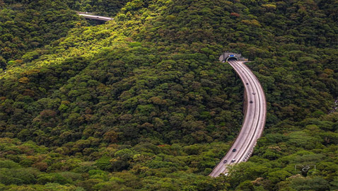ممر يشق الأشجار بالجزائر؟.. صورة لمنظر خلاب تشعل التواصل