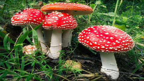 الفطر يتواصل مع بعضه باستخدام 50 كلمة! خلاياه تتشابه مع الخلايا البشرية