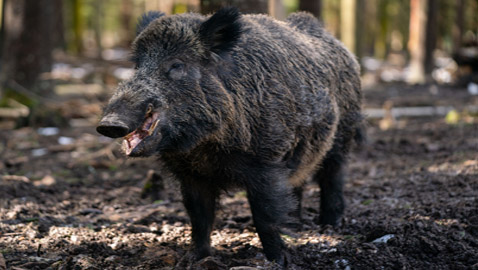 حديقة حيوانات ألمانية تغير اسم 