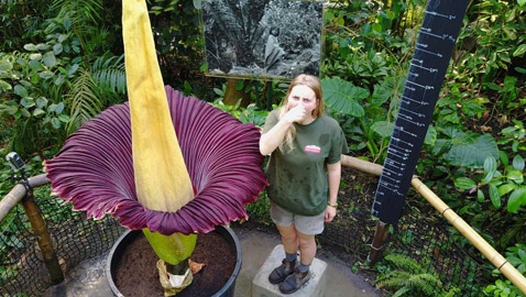 تعرف على نبات زهرة الجثة الغريبة ذات الرائحة الكريهة وأماكن انتشارها