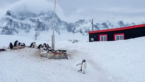 وظيفة نادرة تشمل عد طيور البطريق في أبعد مكتب بريد بالعالم