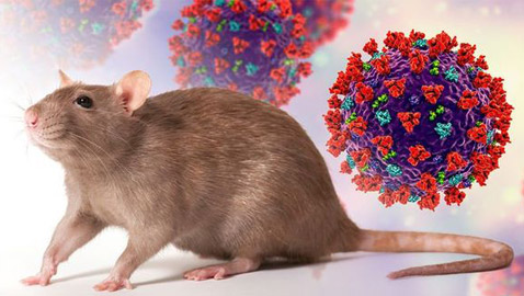 الجرذان بريئة من نشر الطاعون.. ومن الجائحة المقبلة!