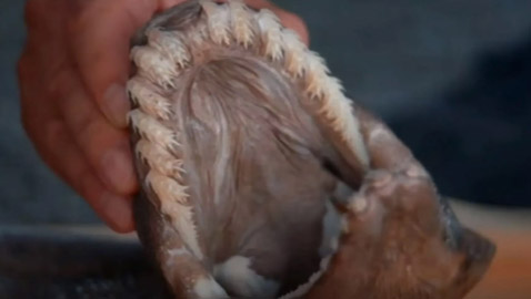 له 300 سن.. العثور على قرش نادر من 