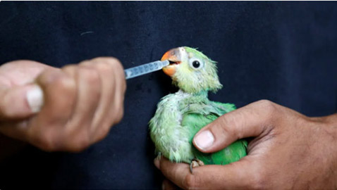 الطيور تتساقط من السماء في الهند.. وهذا السبب