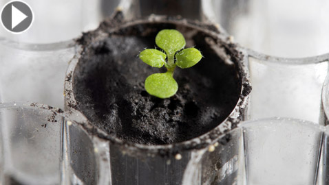 للمرة الأولى بتاريخ البشرية: علماء يزرعون النباتات في تربة القمر! فيديو