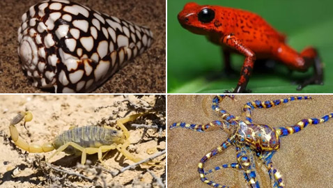 لن تصدقوا.. تعرفوا إلى أكثر 10 حيوانات سامة في العالم! صور