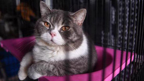 لهذا السبب.. ألمانيا تفرض حظر التجوال على القطط حتى نهاية أغسطس المقبل