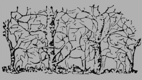 هل أنت قوي الملاحظة؟.. كم عدد الحيوانات بهذه الصورة؟