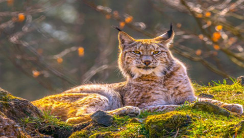 اليكم أكثر 10 أصوات مخيفة يمكن سماعها في الطبيعة