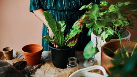 بحيلة تيك توك.. كيف تروي نباتاتك عند غيابك عن المنزل؟