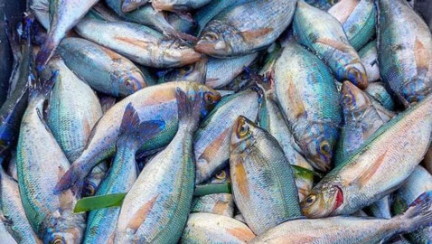 سمك الشاوري في بنزرت التونسية.. مهرجان سنوي يحيي عادات الأجداد