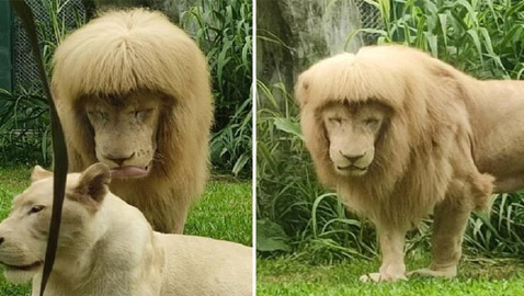 تسريحة شعر أسد تثير الإعجاب.. ومسؤولون يوضحون: 