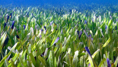 اكتشاف أكبر نبات بالعالم في أستراليا.. يعيش منذ 4500 سنة مستنسخا نفسه