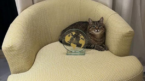 نجم مهرجان كان.. قصة قط أوكراني حصد جائزة 