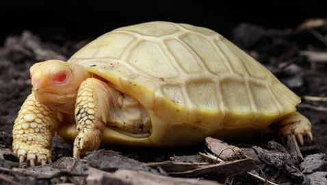 لأول مرة.. ولادة سلحفاة عملاقة نادرة مصابة بالمهق.. صور