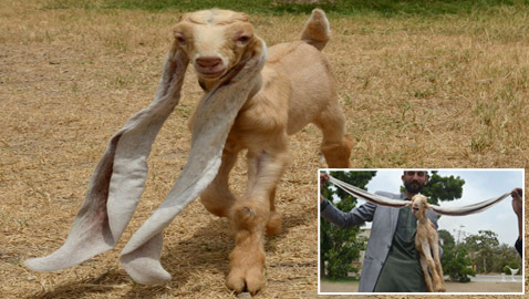 عنزة تحصل على لقب أطول أذنين بالعالم.. طول الواحدة نصف متر! صور