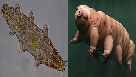 ينجو بالنار والجليد والفضاء.. 